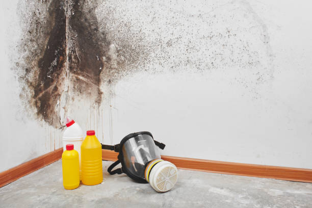 Best Toxic Mold Removal  in Mcconnellsburg, PA