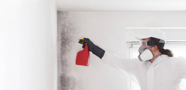 Best Mold Cleaning Services  in Mcconnellsburg, PA