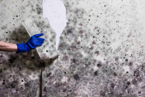 Best Mold Removal Near Me  in Mcconnellsburg, PA