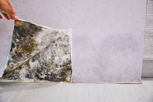 Reliable Mcconnellsburg, PA Mold Removal Solutions
